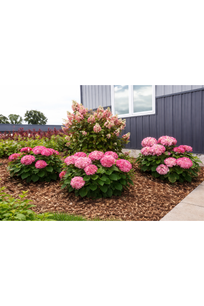 Hydrangea arborescens Stand Up Pink в композиции